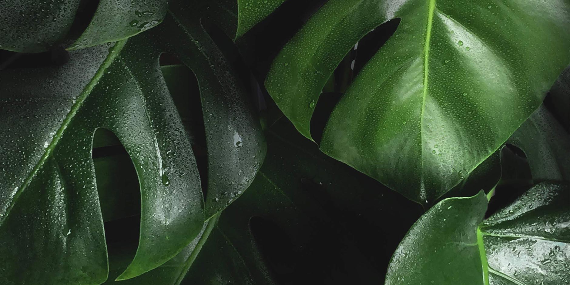 Leaves © Bart Zimny (Unsplash @bartzimny)